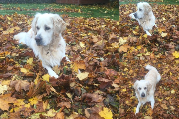 Tell me about golden retrievers please