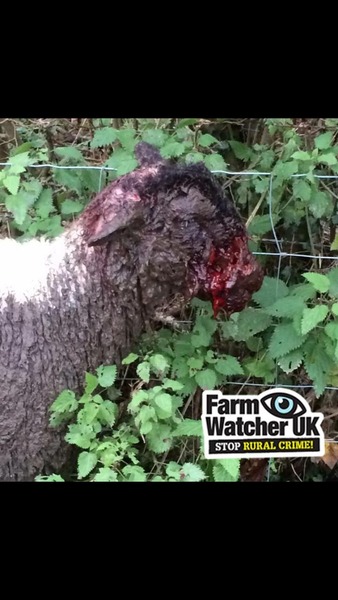 Putting a bull in a feild with a public footpath isnt very sportsperson like