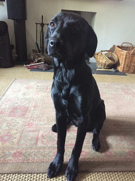 Labrador