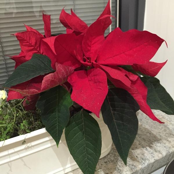 ...to murder the poinsettia?