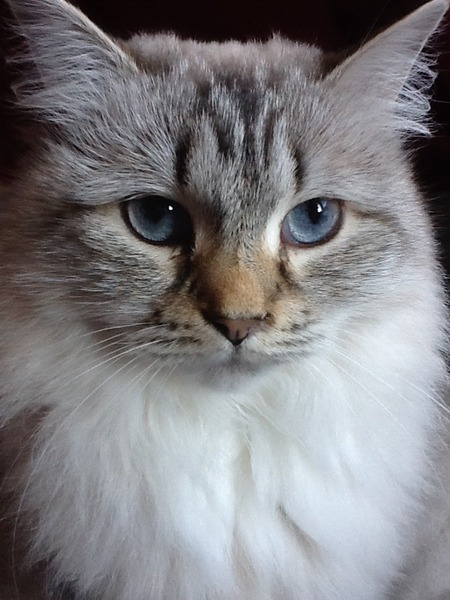 How many cats does everyone have?