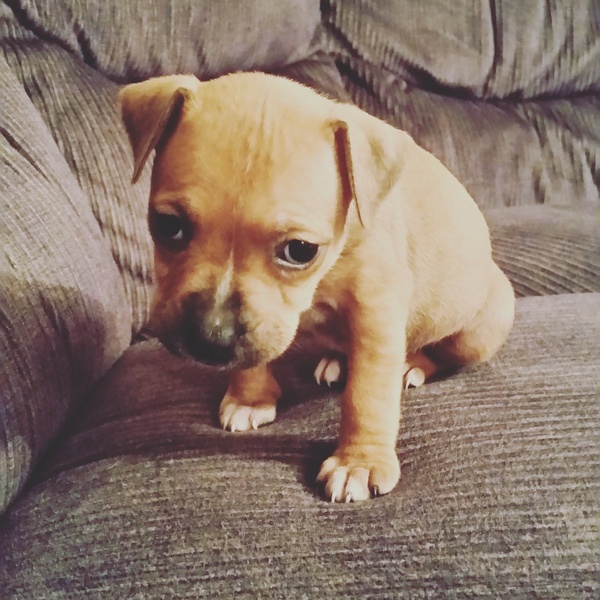 Anyone feel like a puppy support thread?