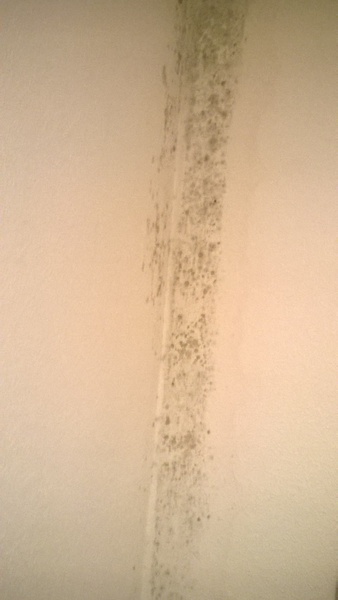 To think something should've been done about this mould after nearly 2 weeks? (picture included)