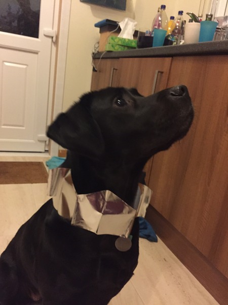 Let's see your pooches