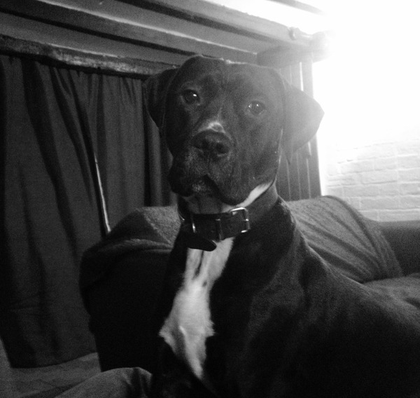 Let's see your pooches
