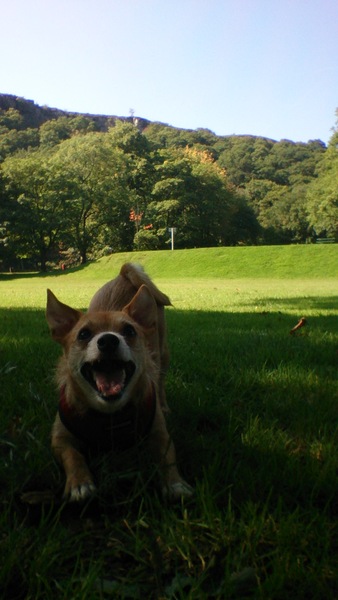 Look at my dog...