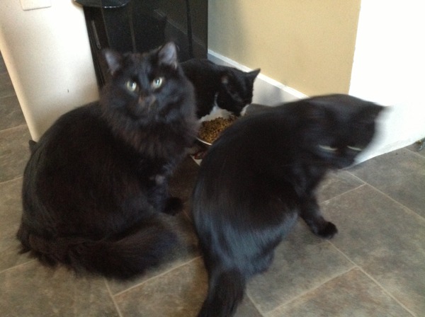 How many cats does everyone have?