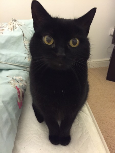 Ollie cat not eating