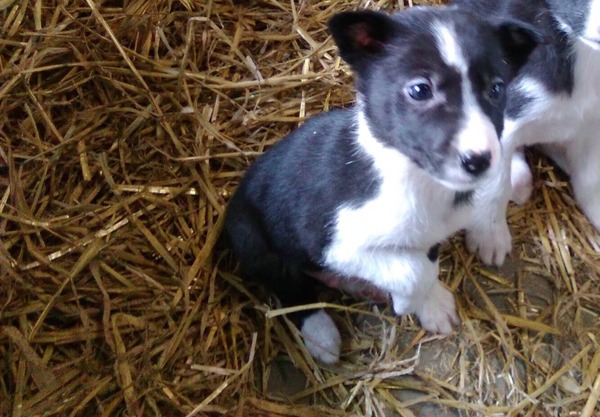 picking up our 9 week old border collie pup next weekend....