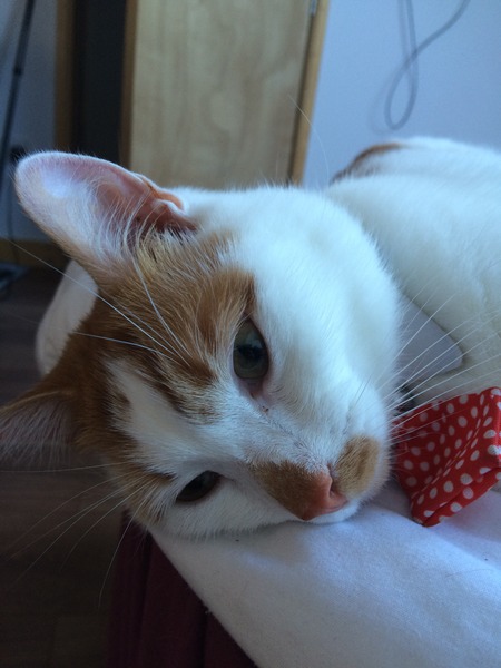 My cat helped me through depression
