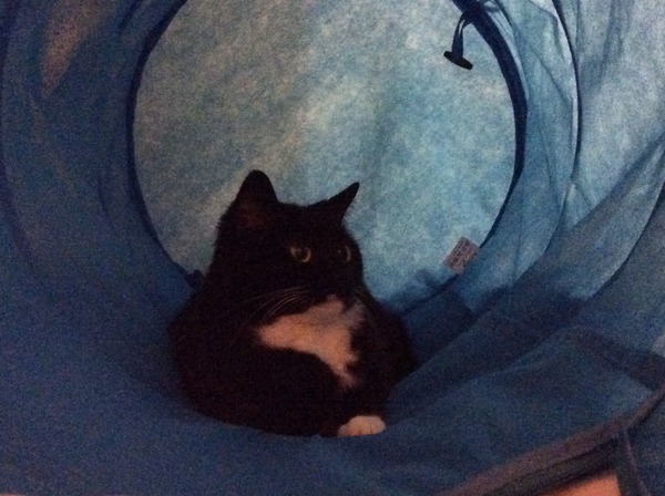 Is my cat keeping a respectful distance from me? :-)