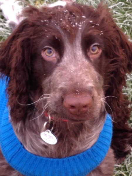 Anyone feel like a puppy support thread?