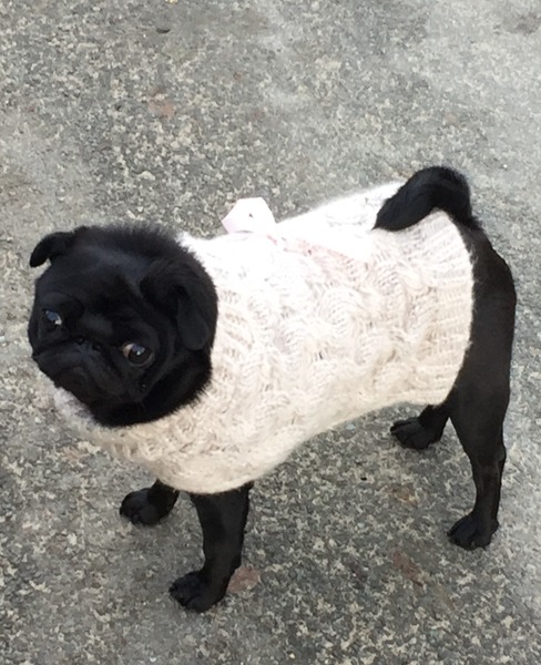 Let's see your pooches