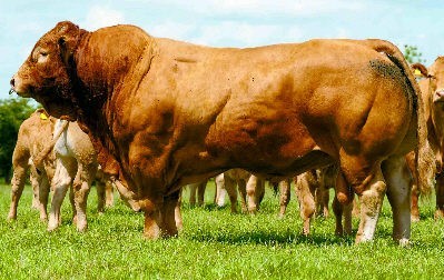 Putting a bull in a feild with a public footpath isnt very sportsperson like