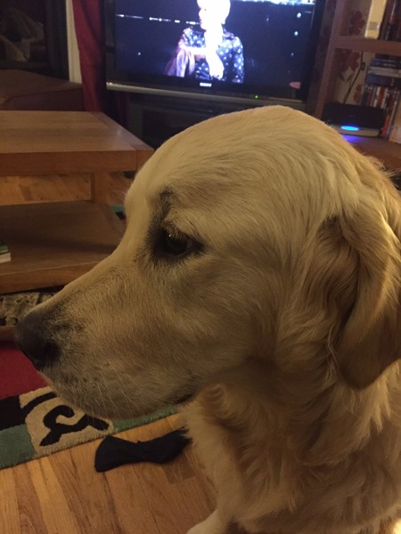 Ive had a golden retriever puppy 4 days....and changed my mind
