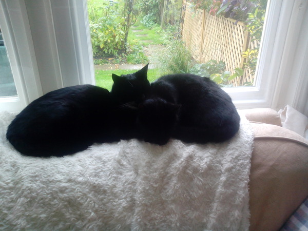 How many cats does everyone have?