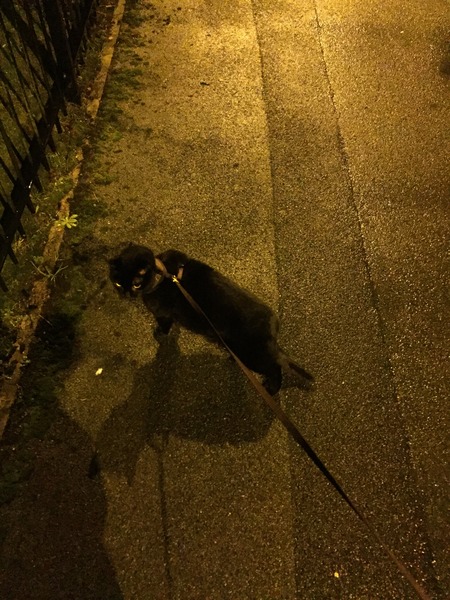 I'm off to walk the cat