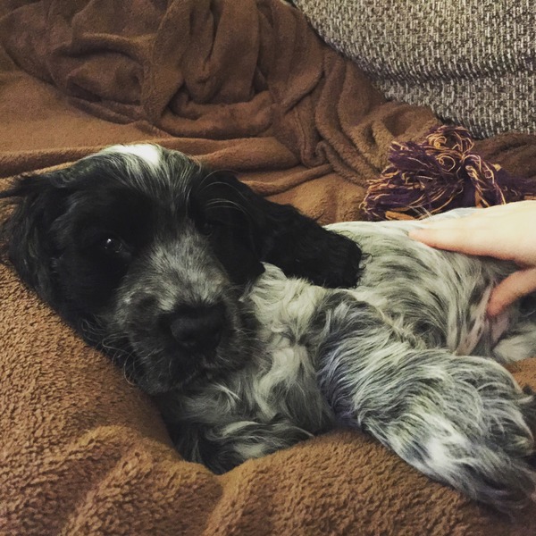 Anyone feel like a puppy support thread?