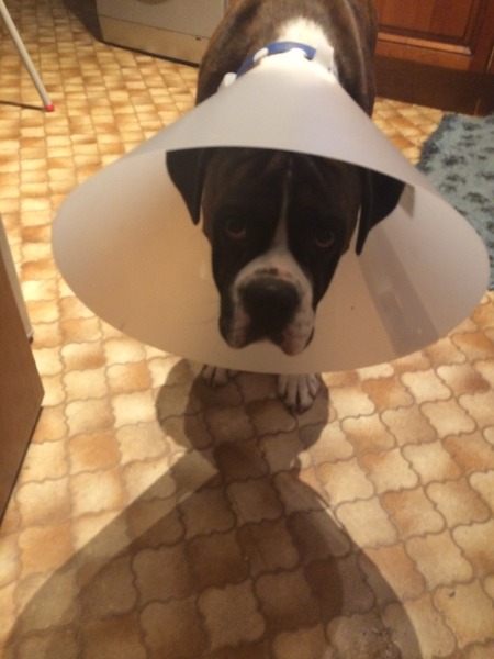 Let's see your pooches