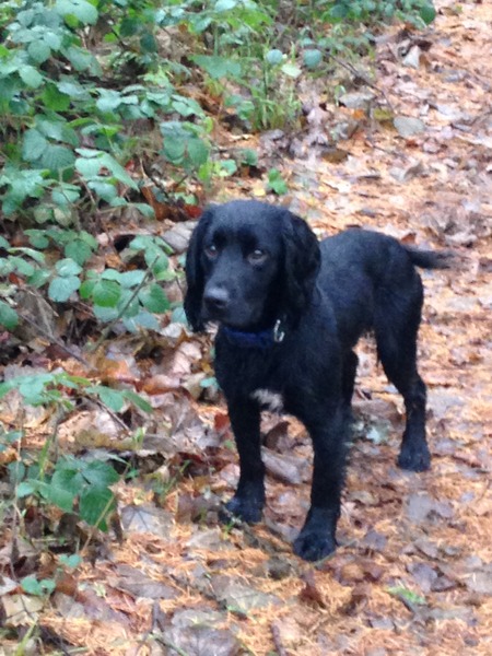 Working cocker, labrador, flat coated retriever, golden retriever