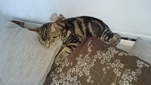 There's Chickens up Trees and BOGOF Deals from the Stork! We're Seeking out the Magic Potion whilst avoiding the Rogue Penis - Don't Flash your Cat, it's JS 57!