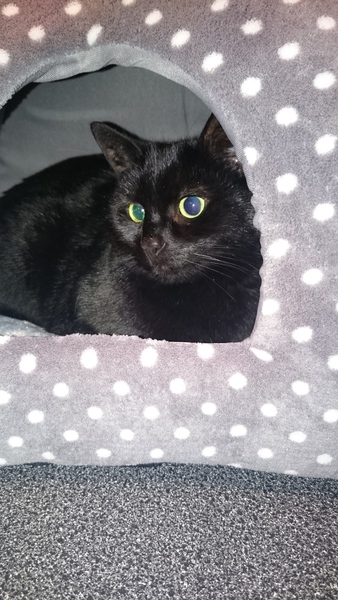New cat owner and all I want to do is talk about her!