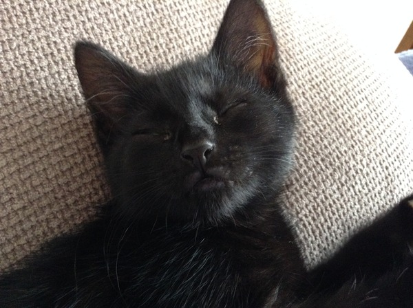 Missing Cat, she's only tiny!