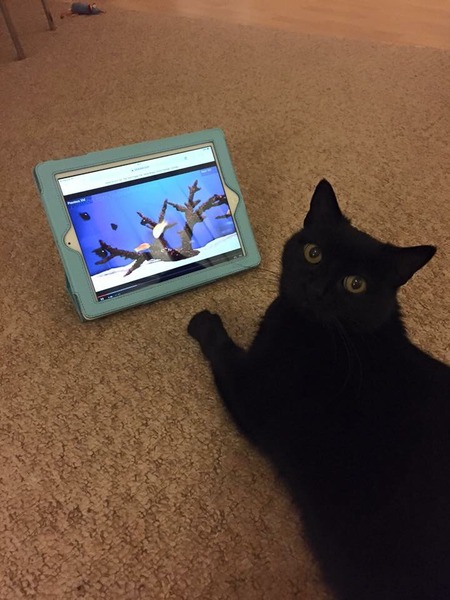 Thoroughly modern kitty