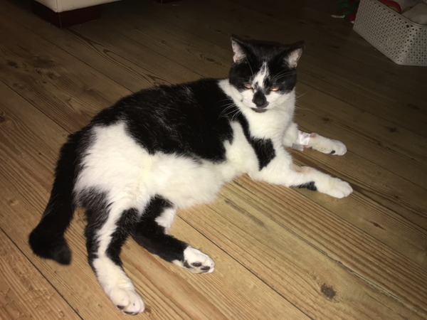 Poorly cat, worried about him