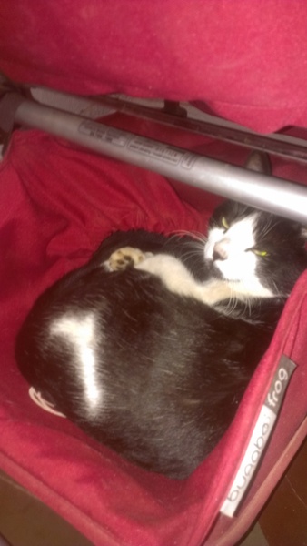I'm off to walk the cat