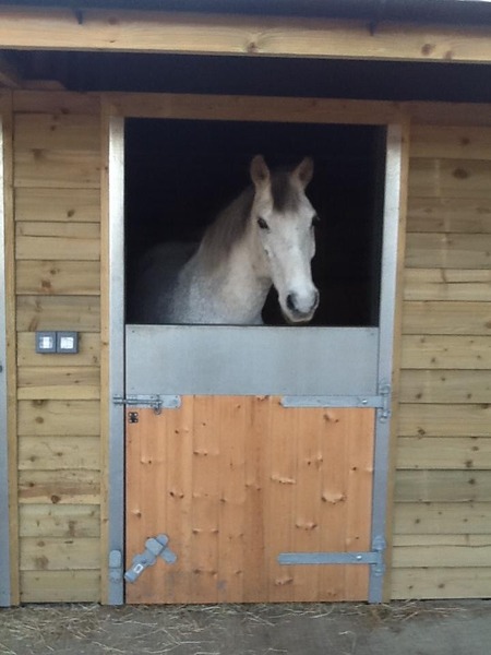 Cheap horses