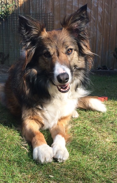 Let's see your pooches