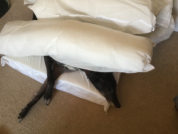 Dirty dog!! What do you do with yours?