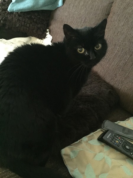 Boy cat is being an utter little shit today
