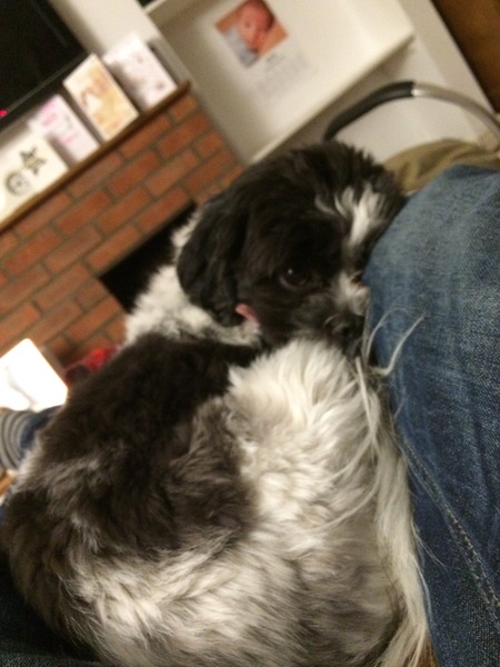 Let's see your pooches