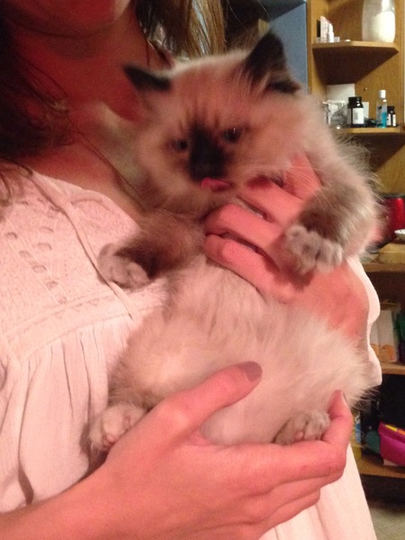 We have a new kitten
