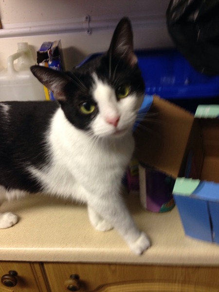 Help me re-name this cat please...