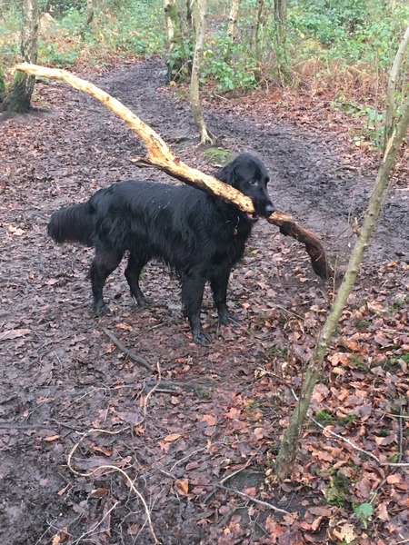 Let's see your pooches