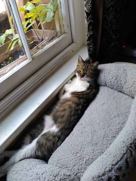 New cat owner and all I want to do is talk about her!