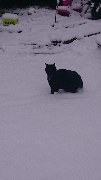 New cat owner and all I want to do is talk about her!