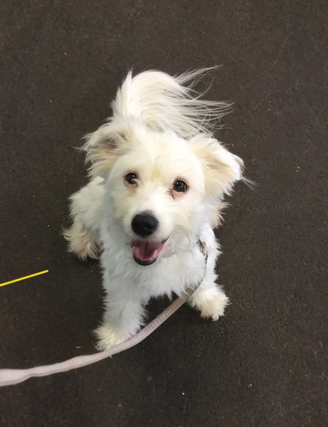 any owners of border/cairn or jack russell terriers?