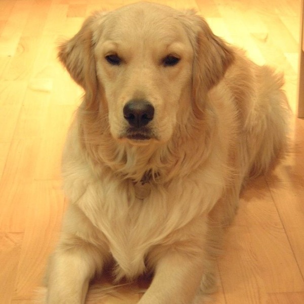 Tell me about golden retrievers please
