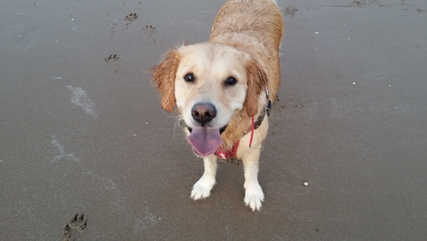 Let's see your pooches