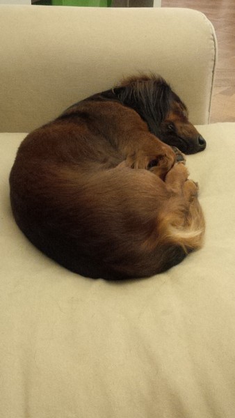 Advice sought re: poorly dog (sorry, rather long - as is the dog!) panicking a bit