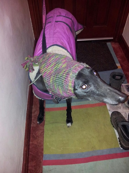Do you think this is the right dog for us?
