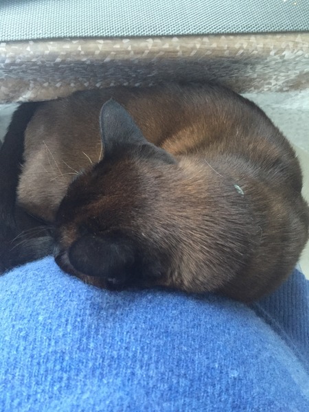 Feb 2016 Babies: The One Where the Babies Start Arriving!