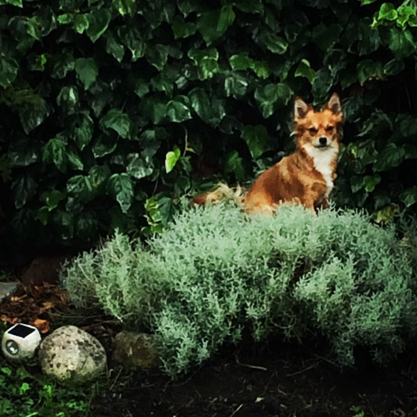 Shiba Inu xChihuahua/Papillon