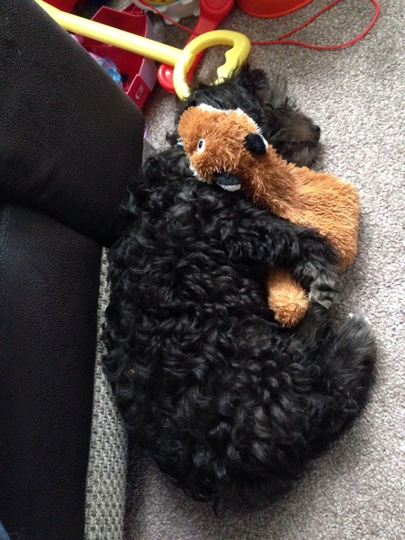 Let's see your pooches