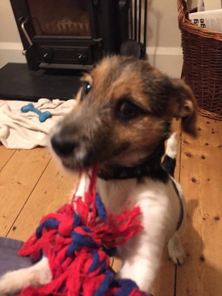 Anyone feel like a puppy support thread?