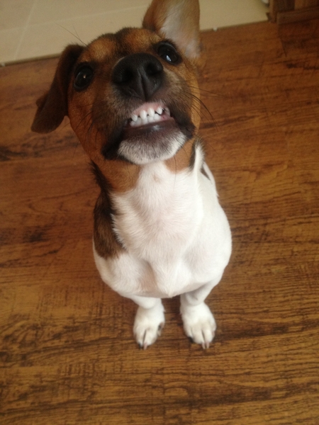 Let's see your pooches